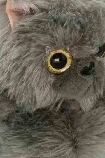 Cat-3 Chaussures Panduf Femme gris