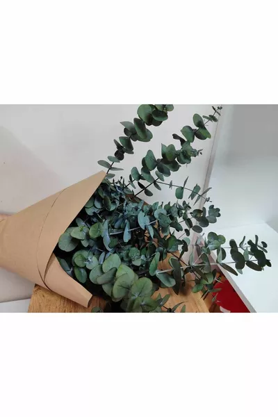 1. Superieure Grootbladige Eucalyptus van de Producent