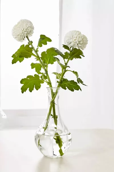 Декоративная стеклянная ваза Vıljestark,  см