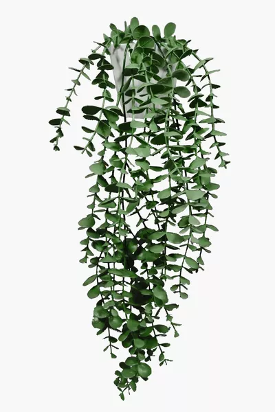 Artificial Flower Moblen Mika Diamond White in Pot with Green Eucalyptus Pendant