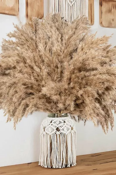 Брой изсушена пампасова трева, пампасова трева с височина см, великолепна пухкава пампасова трева