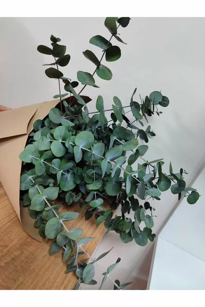 1. Superieure Grootbladige Eucalyptus van de Producent