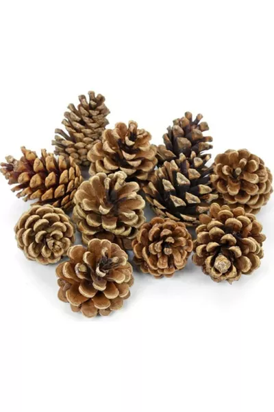 Pine Cone  Pieces Natural Pine Cones Decorative Pine Cone Ornament