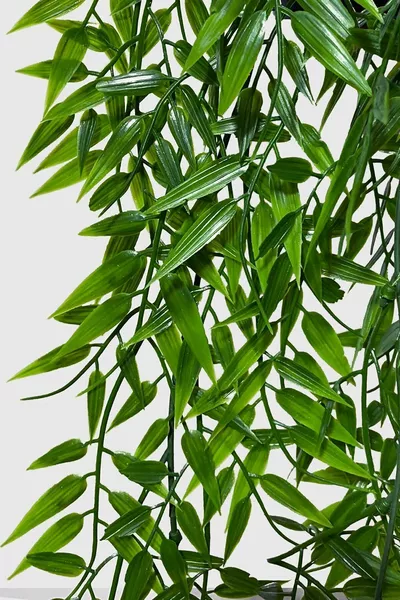 Изкуствено цвете с черна саксия, увиващо се растение Aeschynanthus