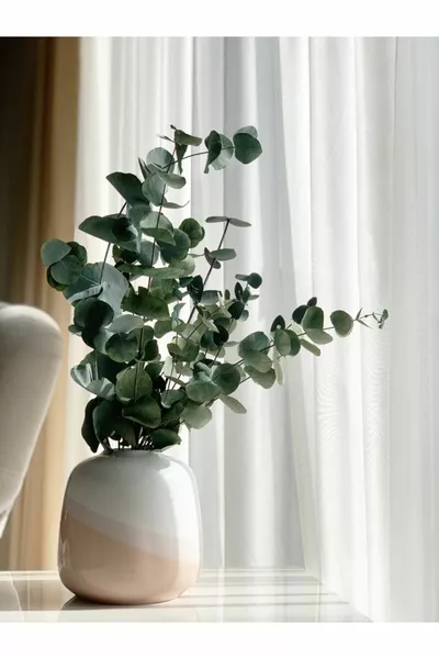 Шокирано голямо букет от евкалипт