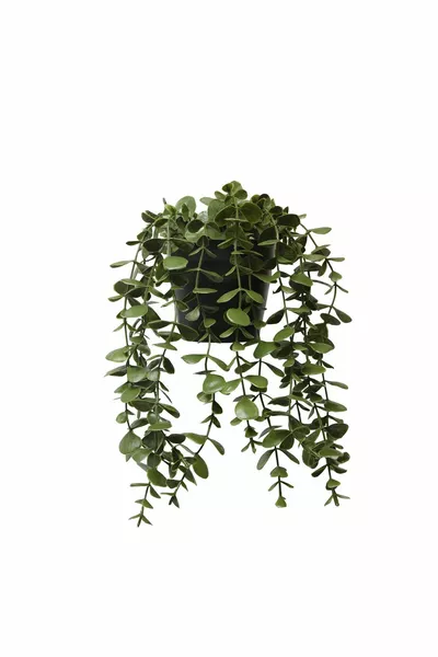 زهرية عطرة من الأوكالبتوس المعلق بألوان مختلطة، سم