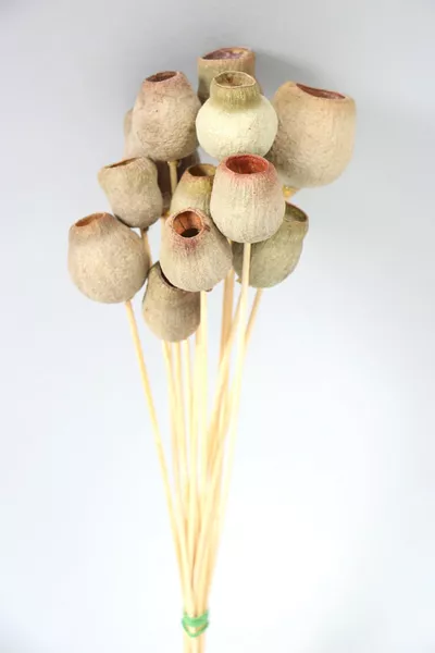 Суха Цвете Halo Капсула Cm