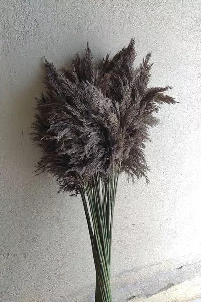 Шокирана пампасова трева сив цвят, букет с размер см
