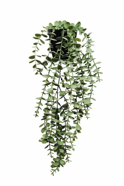 Yapay Çiçek Moblen Mika Elmas Siyah Saksıda Pastel Yeşili Okaliptus Sarkıtı