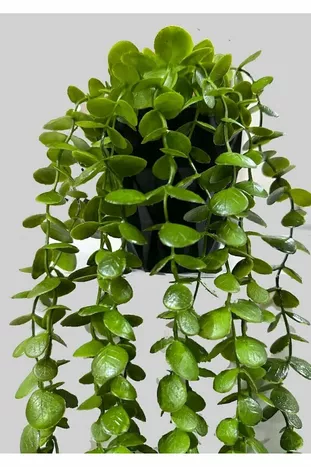 Nepbloem in Diamanten Pot Cm Dichte Bladeren Donkergroene Eucalyptus Hangplant