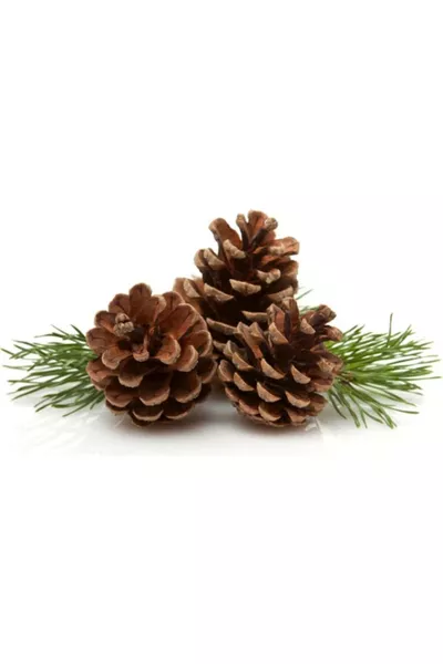 Pine Cone  Pieces Natural Pine Cones Decorative Pine Cone Ornament