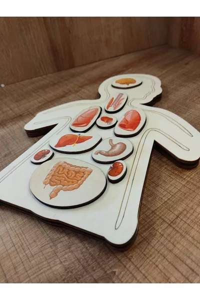 Bunte Holzpuzzle-Organe