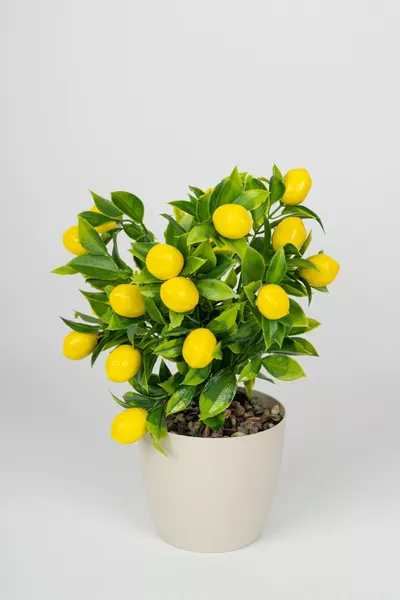 Изкуствен лимоново дърво в бяла саксия