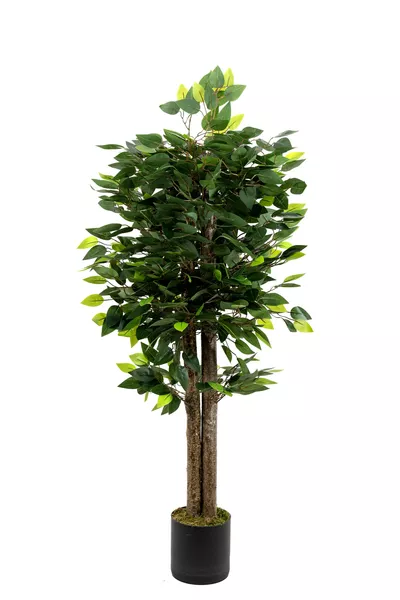 شجرة بنجامين