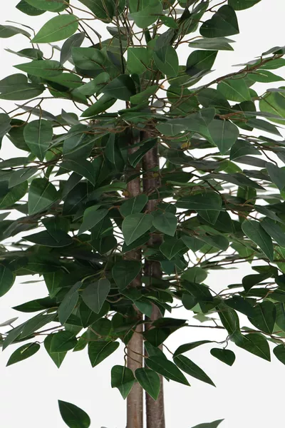 شجرة بنجامين أوراق كثيفة جداً سمك إضافي (مزروعة في وعاء خشبي)