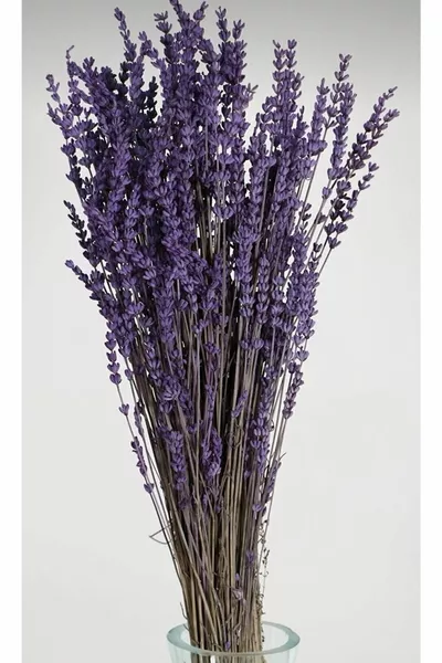 Shocked Non-Shedding True Lavender