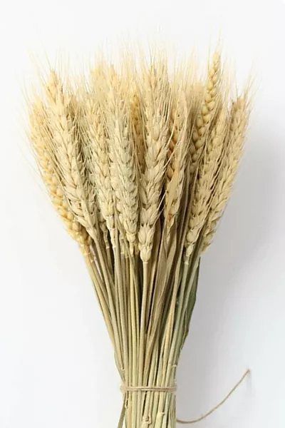 Декоративен букет от естествени житни класове за ваза с изкуствени цветя