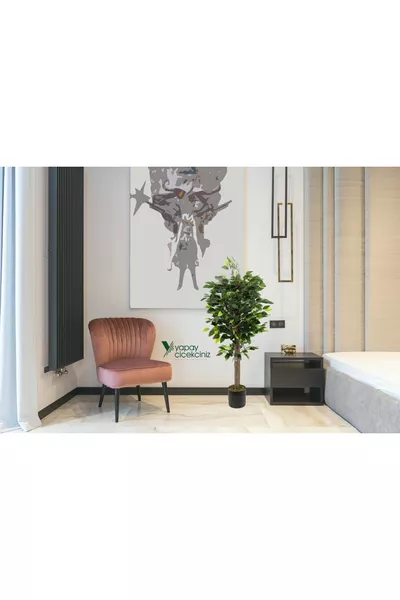 شجرة بنجامين