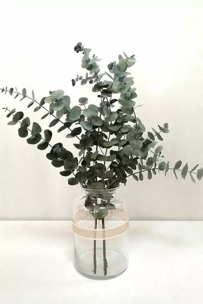 Шокирано малко зелено евкалиптово букети