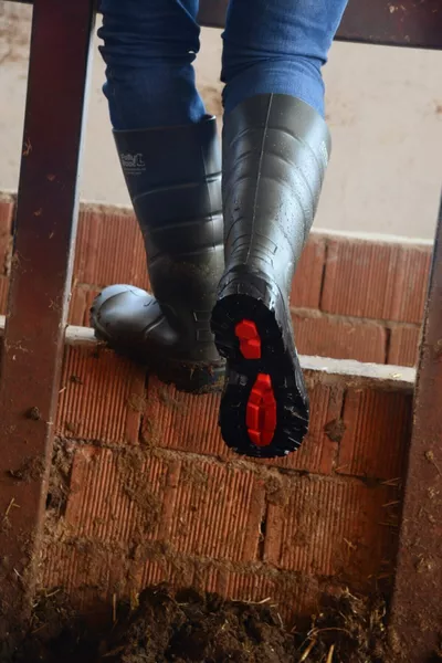 Мъжки каки обувки Galaxy Vega  без защита