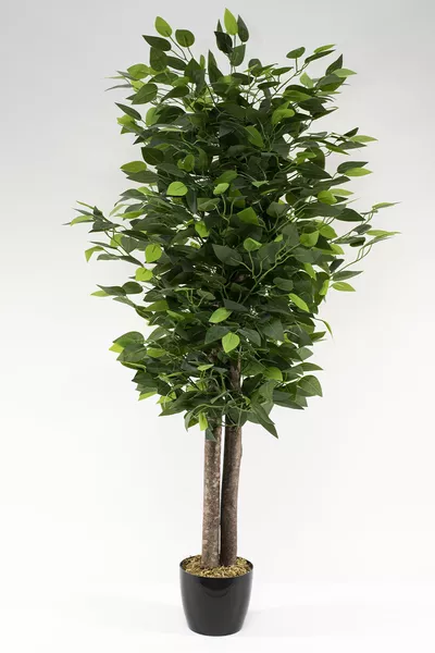 شجرة بنجامين صناعية بأوراق كثيفة في أصيص أسود