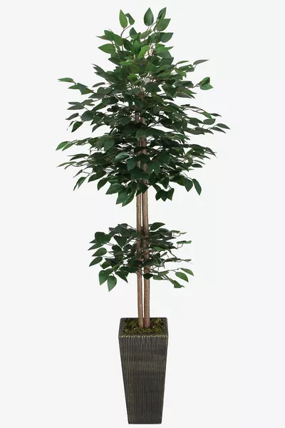 Изкуствено дърво Бенджамин  Cm с дървесен ствол, зелено (дърво черно злато-саксия)