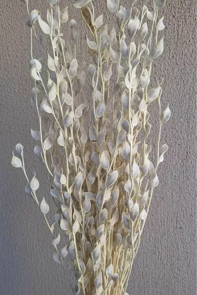 Избелена перла цвете  стъбла (СУХО ЦВЕТЕ)