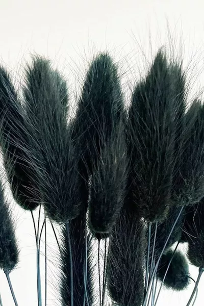Сушена памучна трева в черен цвят, цвете за аранжировка на булчински букет с опашка за заек, Лагурус  стъбла