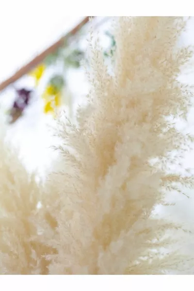 Шоково набъбнали 4 броя памучни пампасови растения (FULFLY)