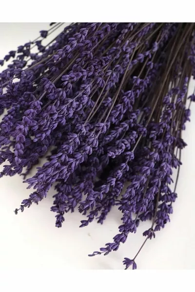 Shocked Non-Shedding True Lavender