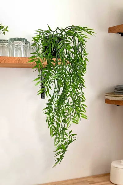 Изкуствено цвете с черна саксия, увиващо се растение Aeschynanthus