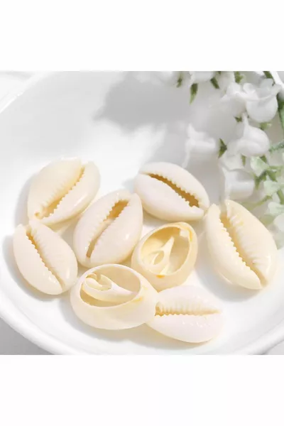 صدف البحر الطبيعي ( قطعة)