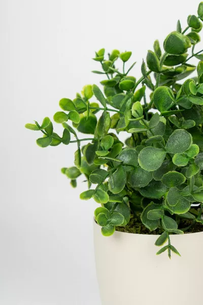 أوكالبتوس صغير صناعي في أصيص أبيض