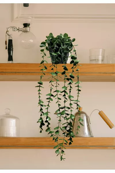 Fejka Pot Noir avec Eucalyptus Tombant