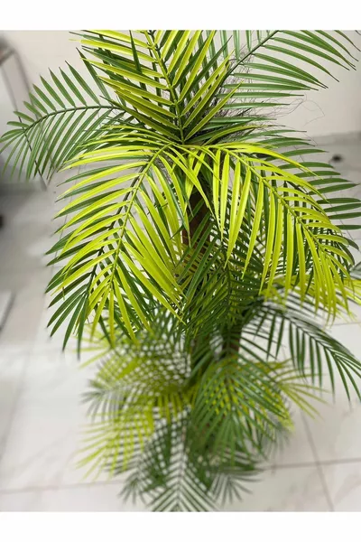 شجرة صناعية  سم ثلاثية الفروع بها  ورقة، نخلة أريكا