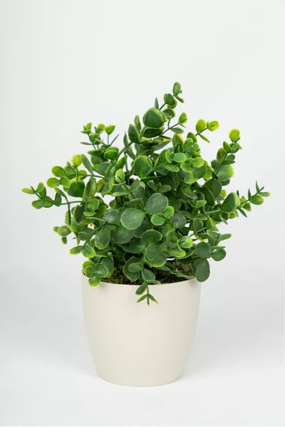 أوكالبتوس صغير صناعي في أصيص أبيض